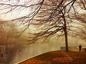 Misty Morning