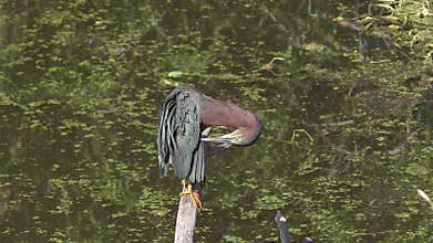 Green heron grooming its feathers in a Swamp.