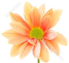 Orange flower