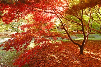 Japanese maple