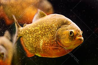 Red piranha (Serrasalmus nattereri)