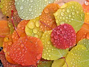 Aspen leaves with raindrops