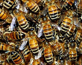 Honey Bee Swarm