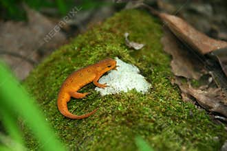 Red eft
