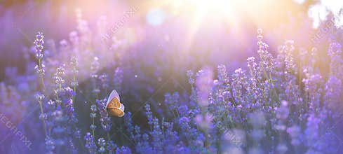 Blooming lavender summer flower and a flying butterfly against the backdrop of a summer sunset landscape