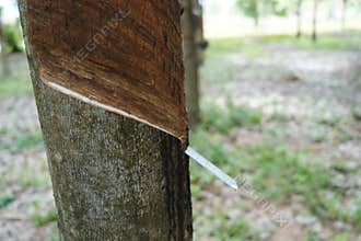 Rubber tapping, Tapping latex rubber tree, Rubber Latex extracted from rubber tree.
