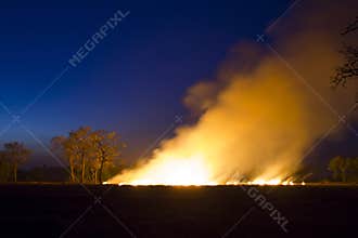 Wildfire Burning forest ecosystem is destroyed