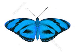 Tropical butterfly
