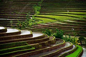 Bali Rice Field