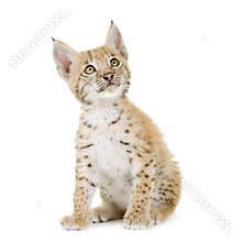 Lynx cub (2 mounths)
