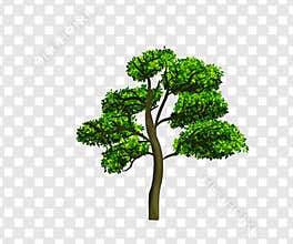 Small Tree Png isolated on Transparent background