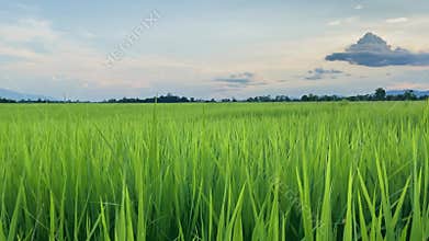 Video landscape of green crops and field. 4K video clip of rice field and farmland in Thailand.