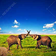 Elephants playing on savanna. Safari in Amboseli, Kenya, Africa