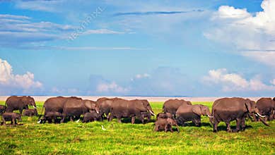 Elephants herd on savanna. Safari in Amboseli, Kenya, Africa