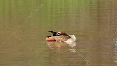 Egyptian goose preening in water, South Africa