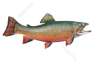 Male brook or speckled trout in spawning colors is
