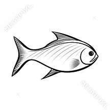Eye-catching Black Fish Outline On White Background - Golden Age Style