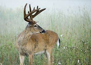 Buck Whitetail Deer