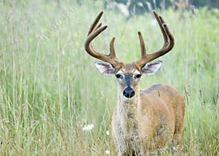 Buck Whitetail Deer