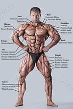 Anatomy of male muscular system