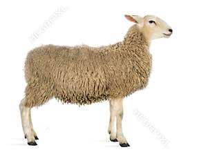 Side view of a Sheep