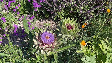 Blooming artichoke flowers plant. Big purple flower