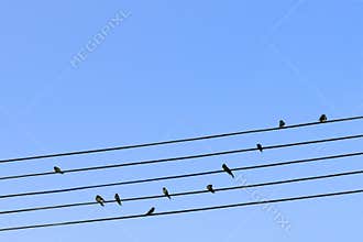 Birds on a wire