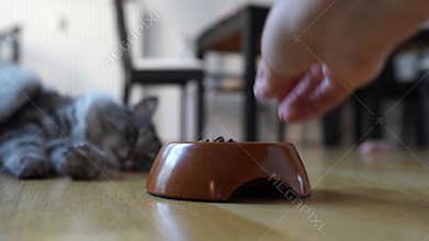 Woman feeding dry food to domestic cat