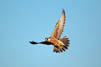 Lanner falcon in flight