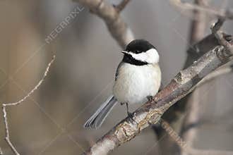 Black-capped Chickadee