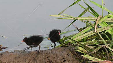 Moorhen chicks recently out of the nest
