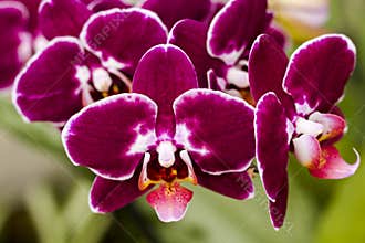 Orchids