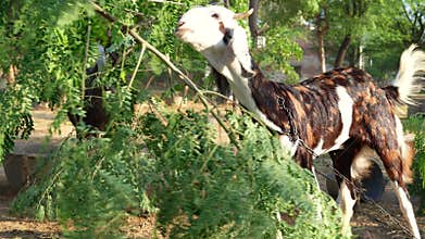 Footage of Drumstick or moringa tree leaves. Woman picking off green branches for her domestic animals for antibacterial activity
