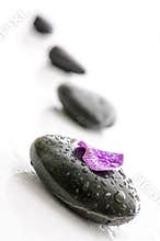 Flower petal on black pebbles with water drops
