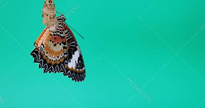 Leopard Lacewing Butterfly female on green screen, Cethosia cyane euanthes