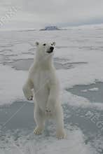 Polar Bear