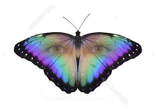 Butterfly Eyes Spirit Animal Concept