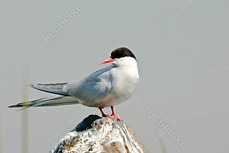 Adult Arctic Tern