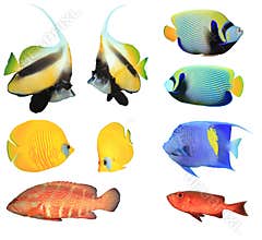 Tropical Fishes on white background