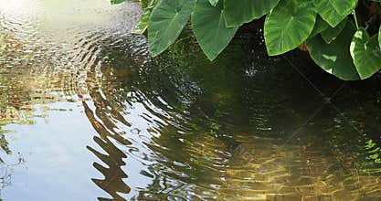 Video fountain natural water reflections with leaves