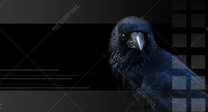 Crow, raven