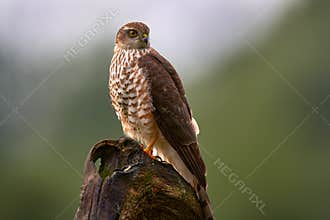 Sparrowhawk, Accipiter nisus, sitting green tree trunk in the forest, back light. Wildlife animal scene from nature. Hawk bird in
