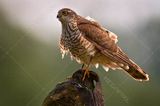 Sparrowhawk, Accipiter nisus, sitting green tree trunk in the forest, back light. Wildlife animal scene from nature. Hawk bird in