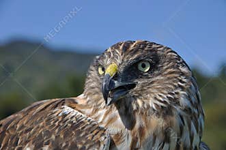 Australasian Harrier Hawk