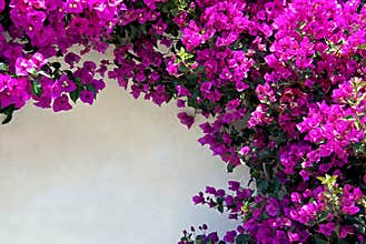 Bougainvillea