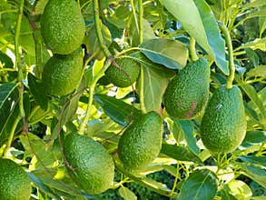 Ripe avocado fruits growing on tree as crop