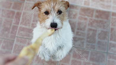 Cute happy pet dog begging, waiting for and chewing snack treat, puppy training