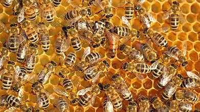 Queen Bee lays eggs in a honeycomb.