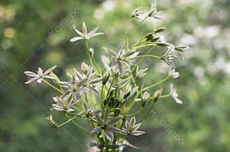 White flowers of Ornithogalum umbellatum or Star of Bethlehem
