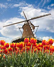 Windmill with tulips, Holland